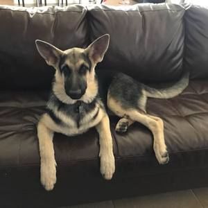 Meet your Posher, Armando